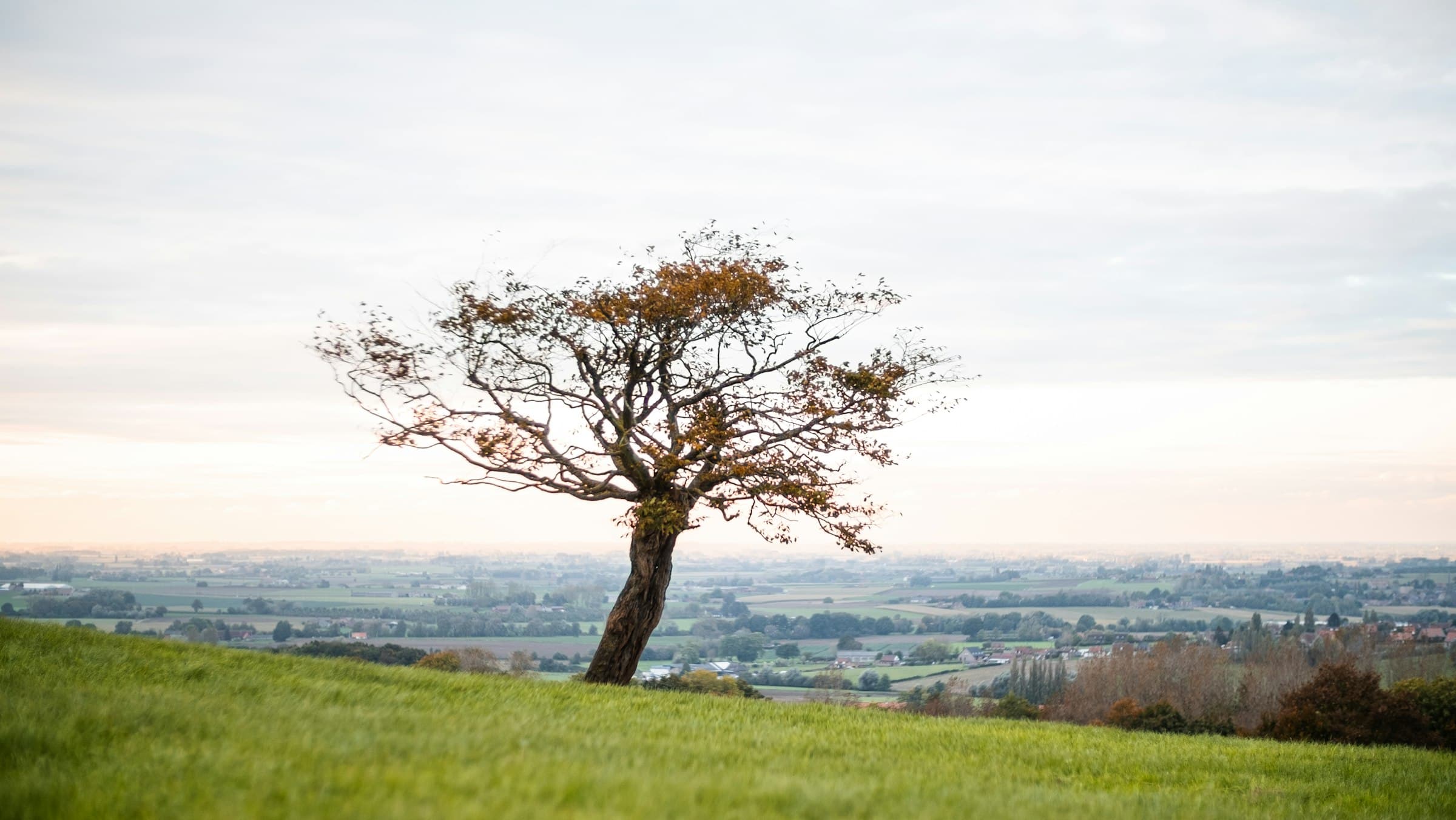 Paysage vallonné avec un arbre solitaire